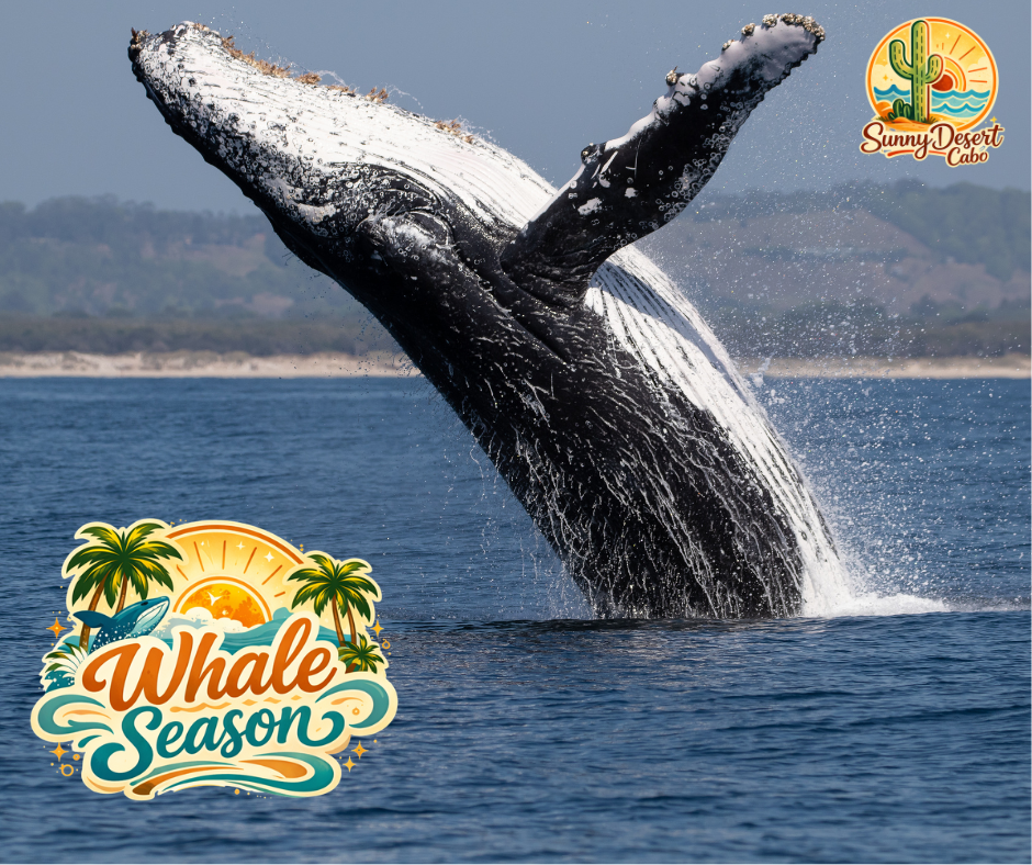 whale-whatching-tour-los-cabos